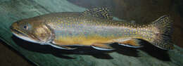 Image of brook trout