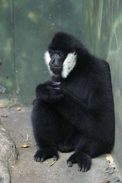 Image of Northern White-cheeked Gibbon