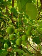 Image of Assyrian plum