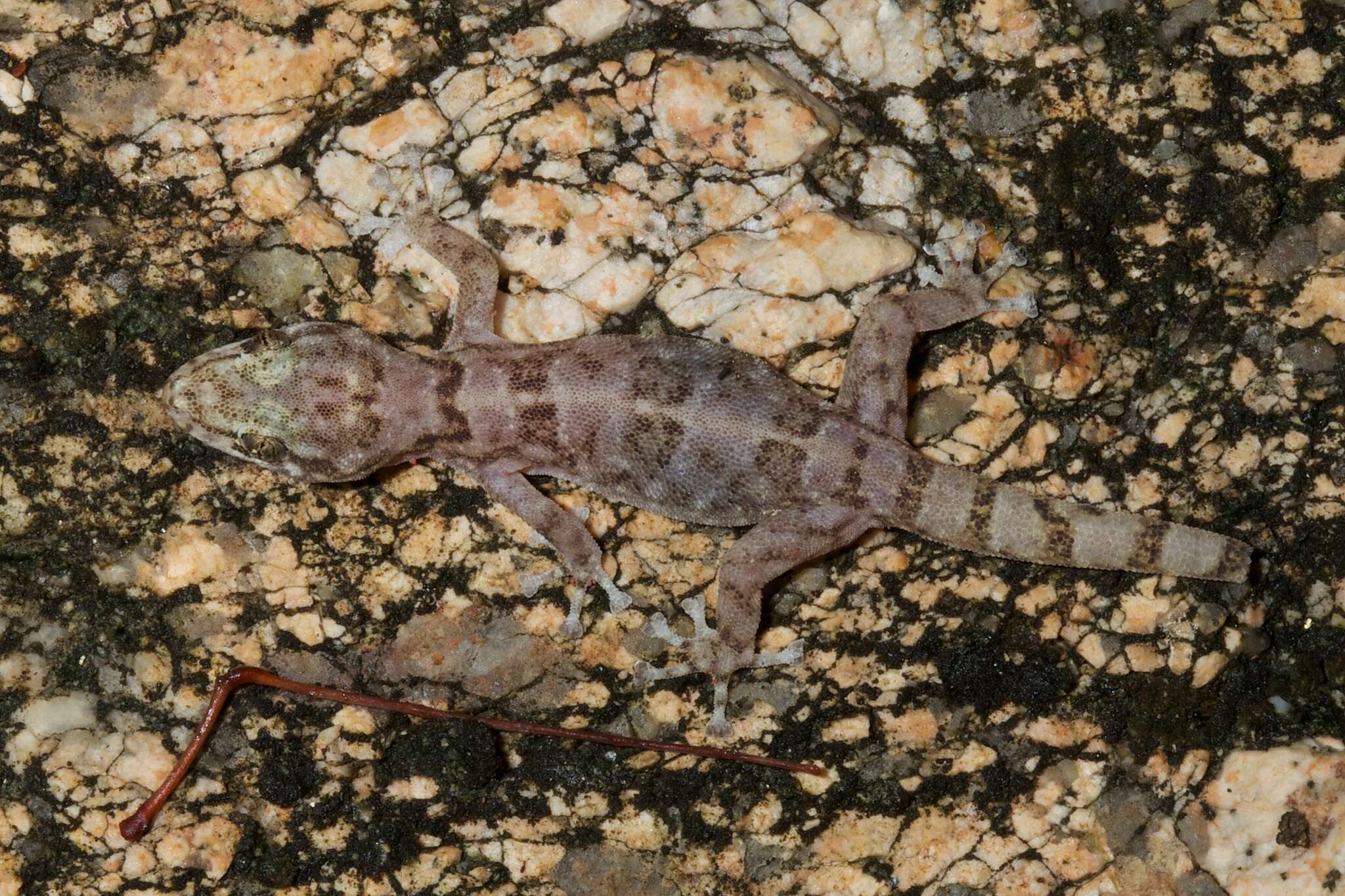 Image of San Lucan  Gecko