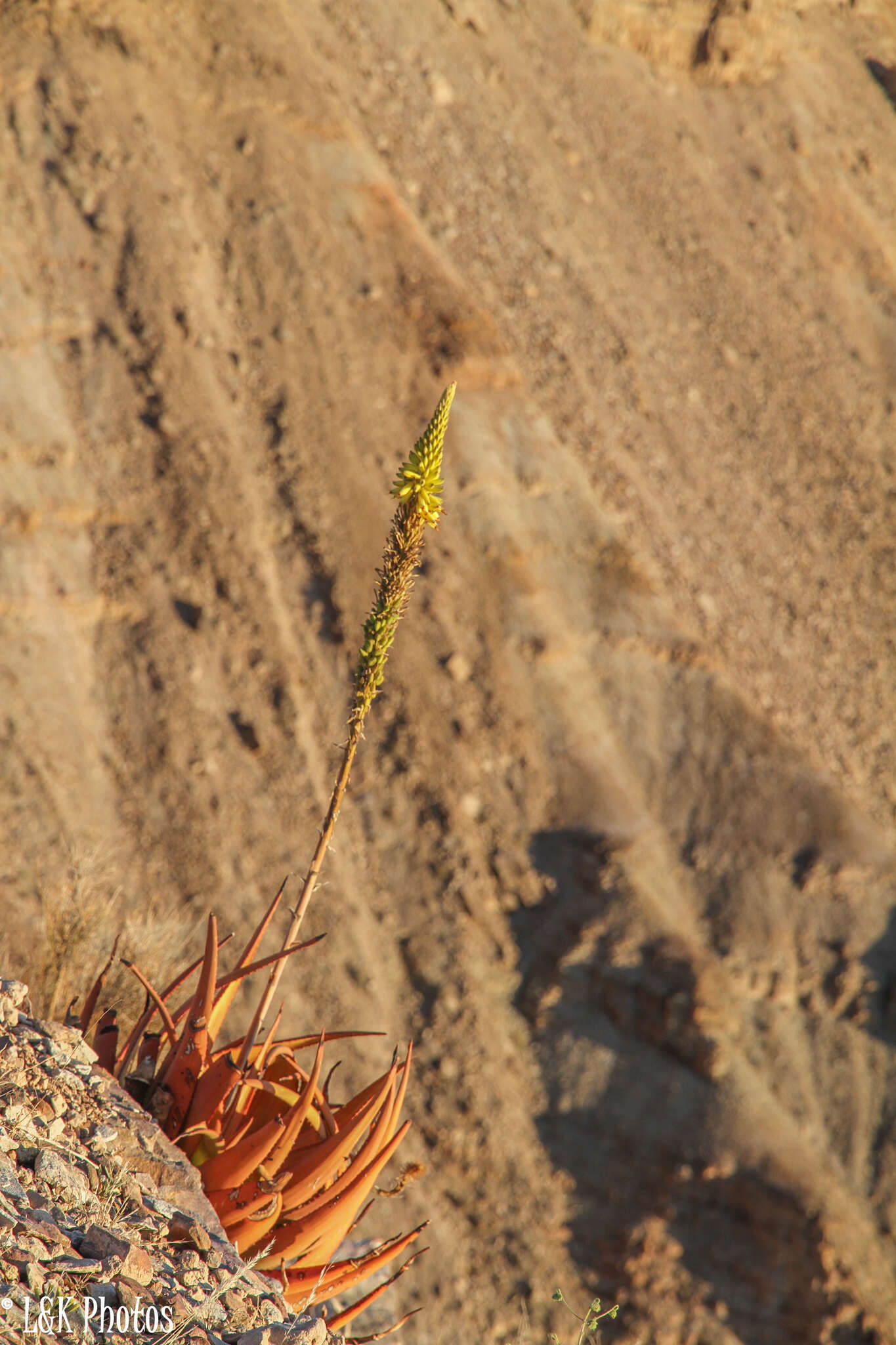 Imagem de Aloe gariepensis Pillans