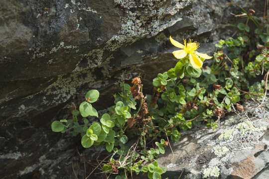 Imagem de Hypericum nummularioides Trautv.