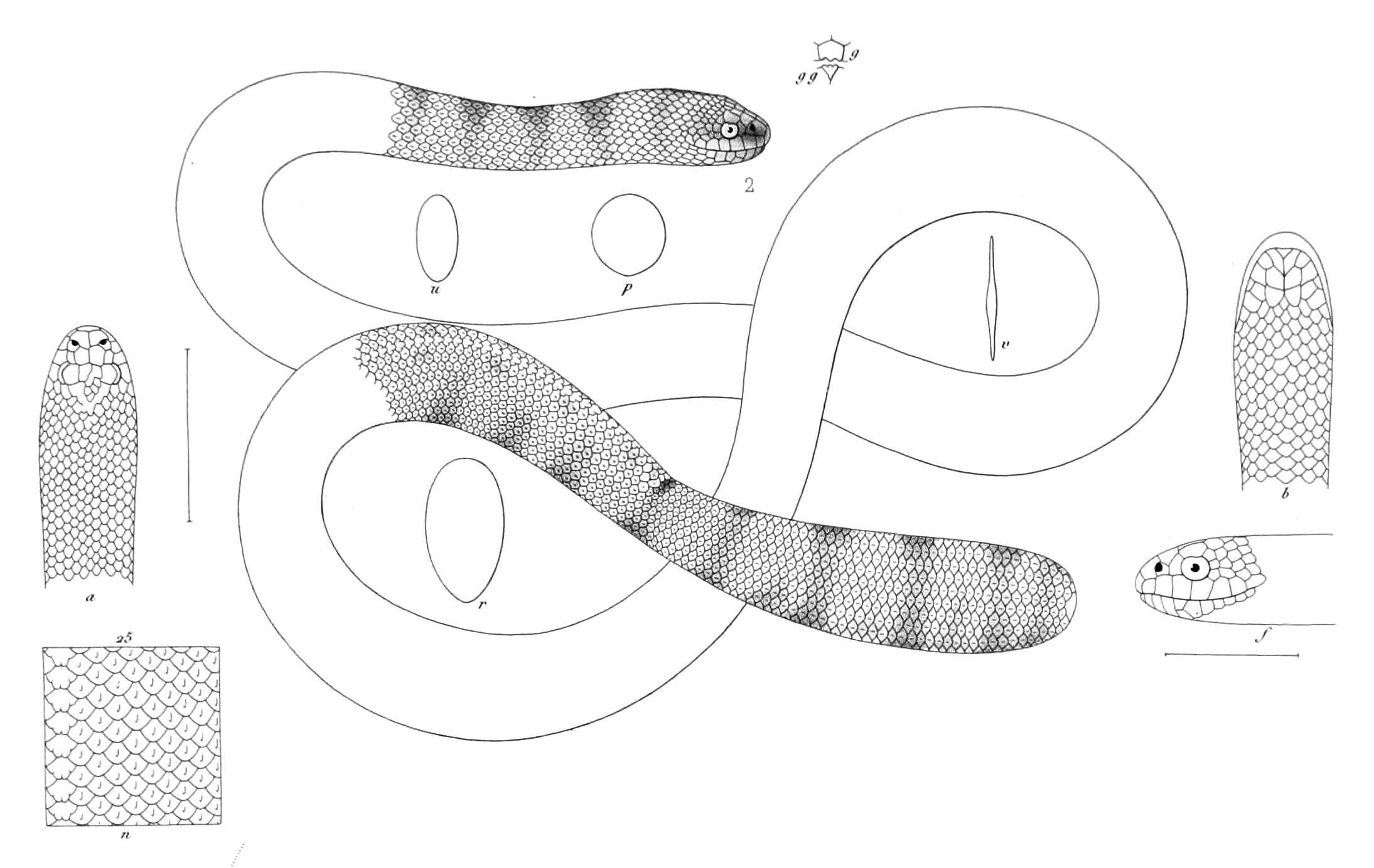 Image of Horned sea snake