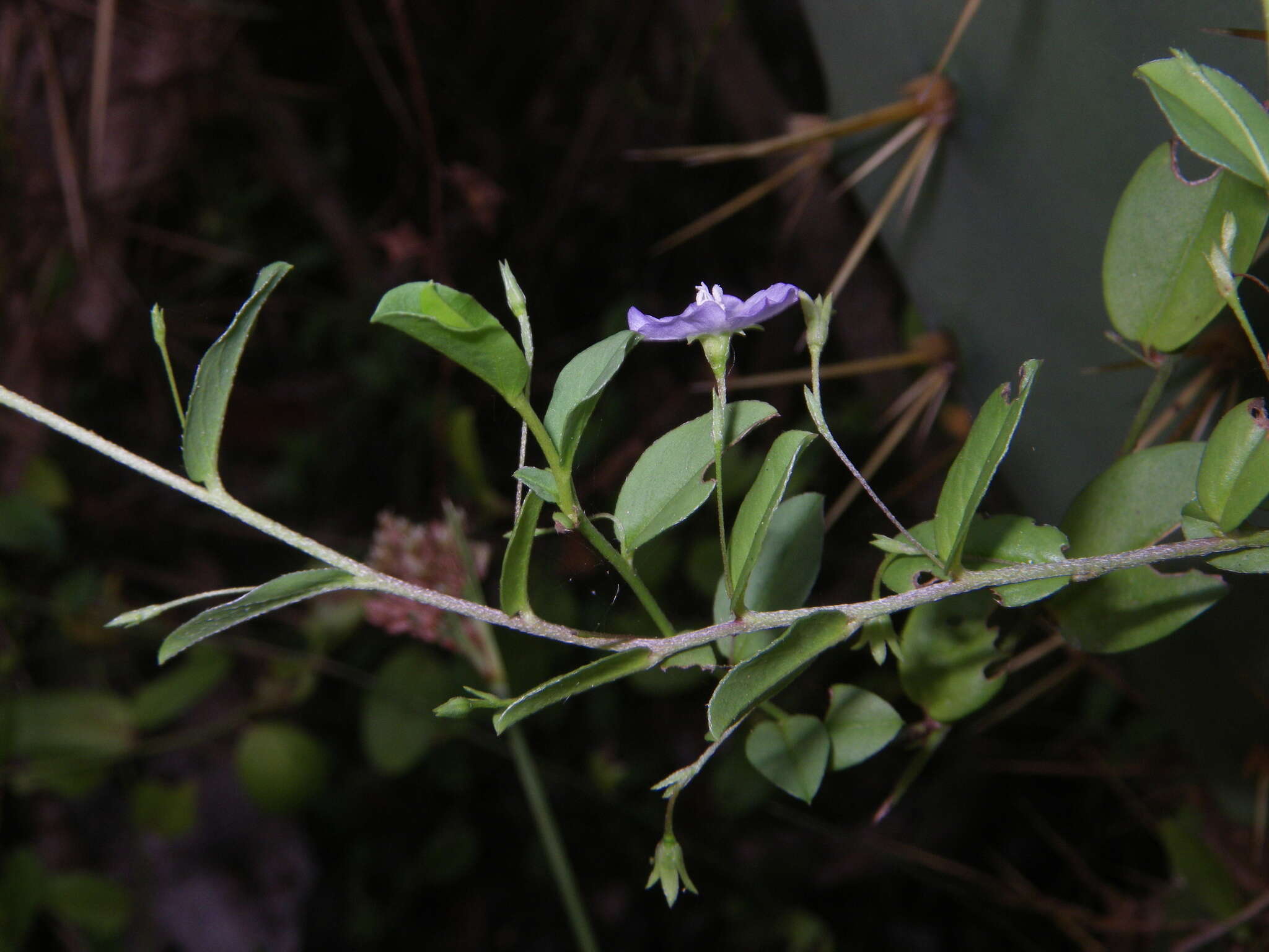 Image of Dwarf Bindweed