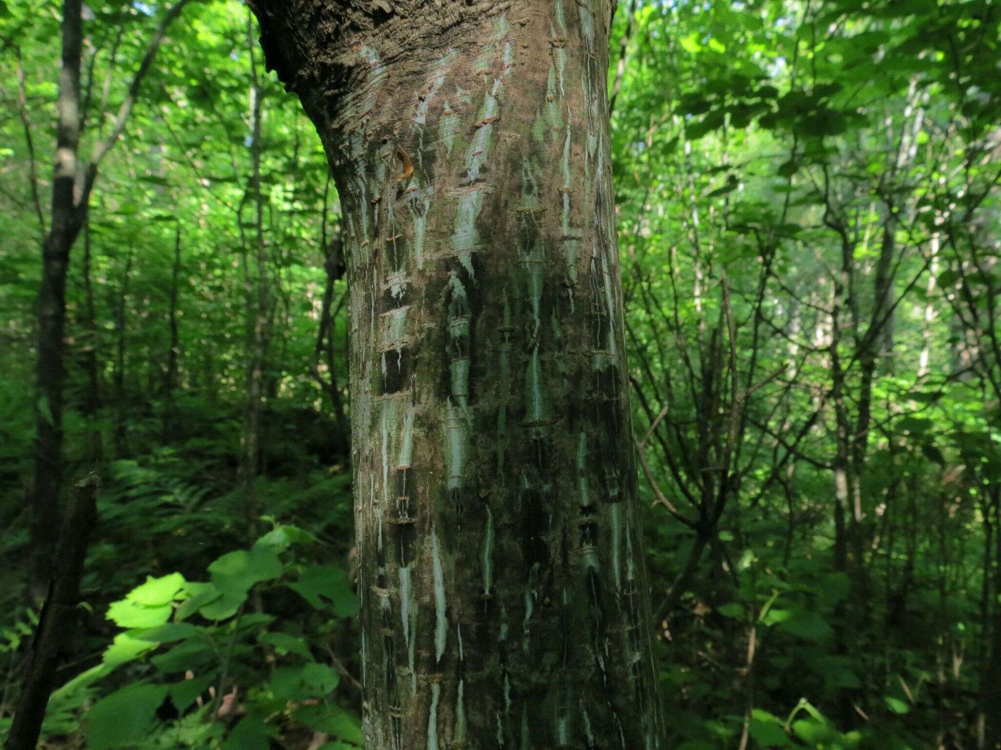 Image of Manchurian Striped Maple