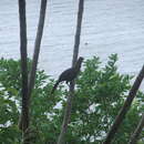 Image of Rufous-vented Chachalaca