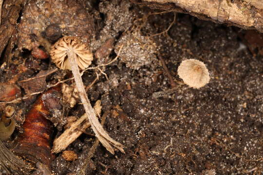 Image de Entoloma dysthales (Peck) Sacc. 1891