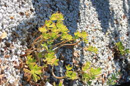 Image of tree stonecrop