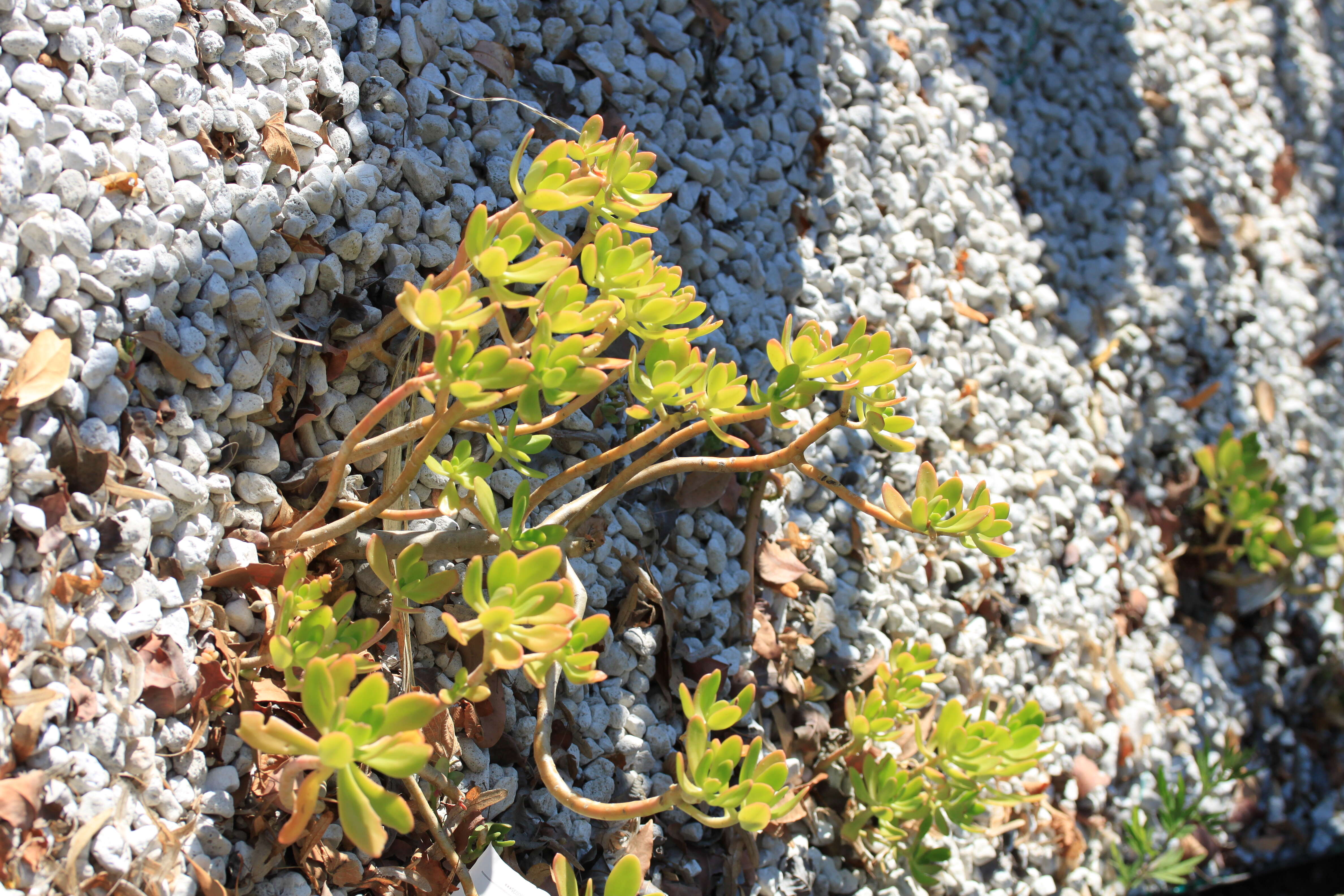 Image of tree stonecrop