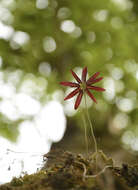 Image of Bulbophyllum fimbriatum (Lindl.) Rchb. fil.