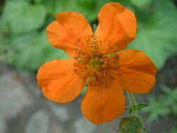 Image of Geum coccineum Sibth. & Sm.