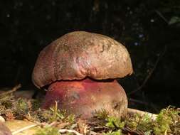 Image of Rubroboletus pulcherrimus (Thiers & Halling) D. Arora, N. Siegel & J. L. Frank 2015