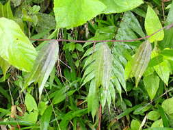 Image of Passiflora chelidonea Mast.