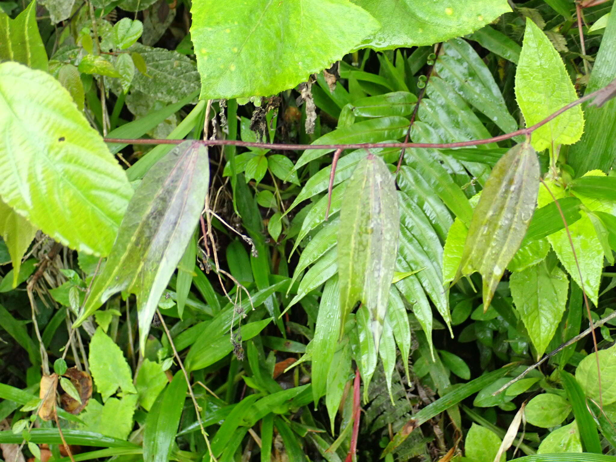 Passiflora chelidonea Mast. resmi