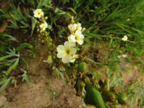 Image of Sisyrinchium striatum Sm.