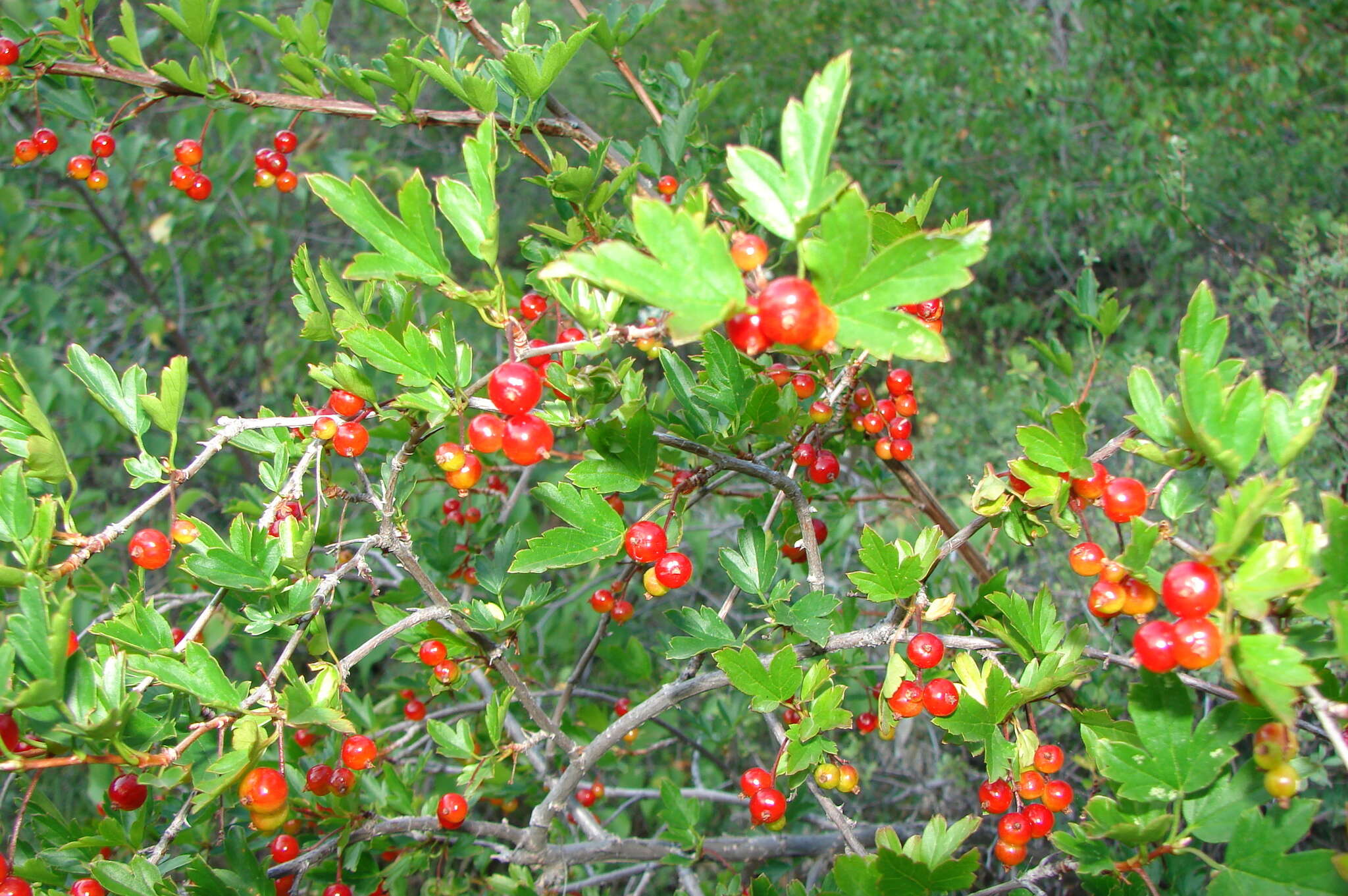 Слика од Ribes pulchellum Turcz.