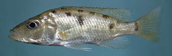 Image of Stigmatochromis woodi (Regan 1922)