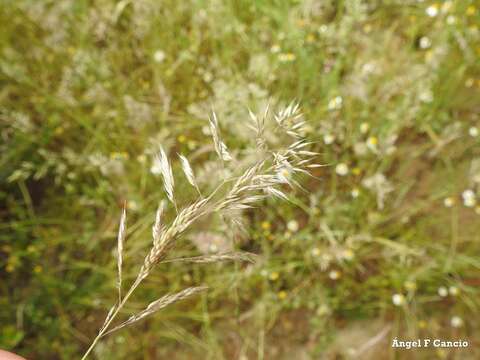 Image of Creeping Soft Grass