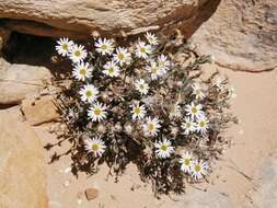 Image of Maguire's fleabane