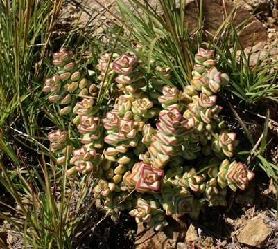 Image of Crassula rupestris subsp. rupestris