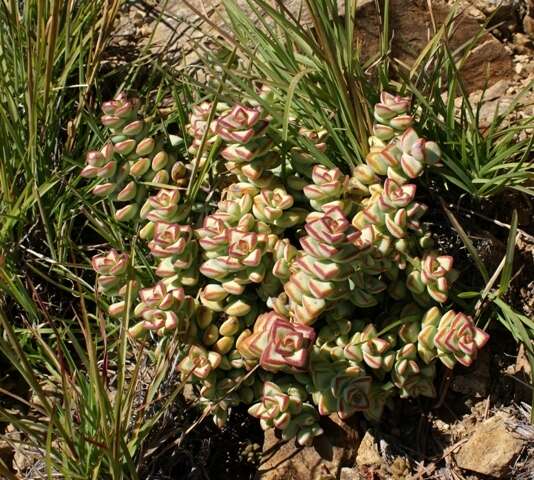 Image of Crassula rupestris subsp. rupestris