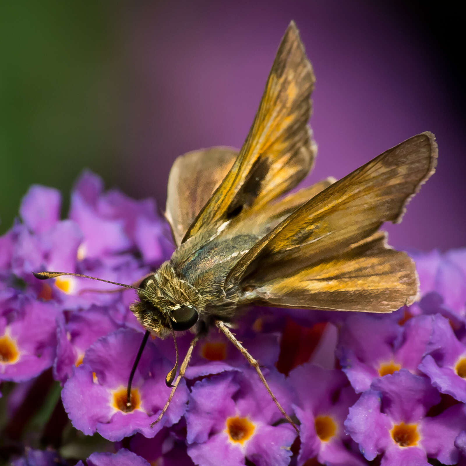 Atalopedes campestris Boisduval 1852 resmi