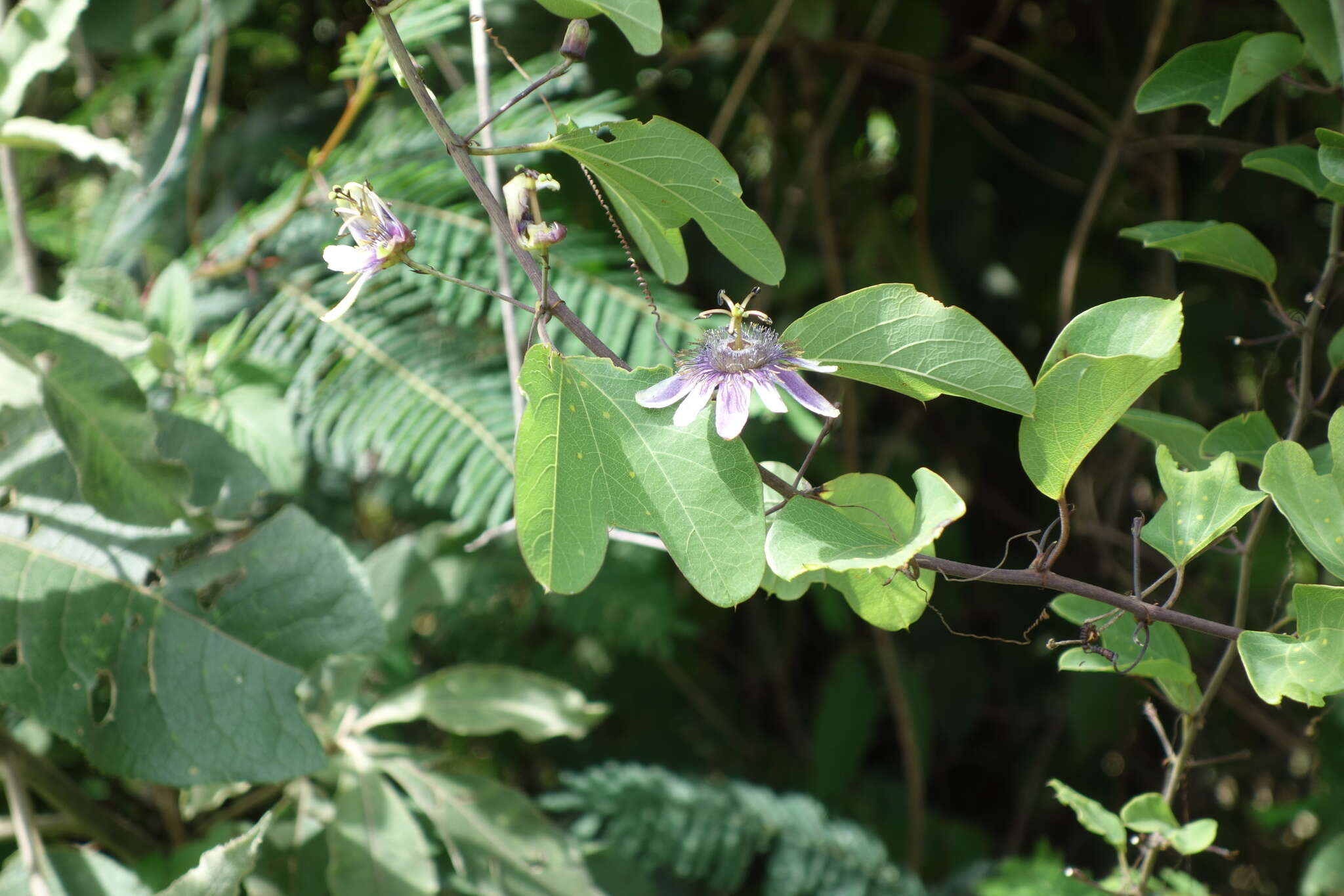 Image of Passiflora standleyi Killip