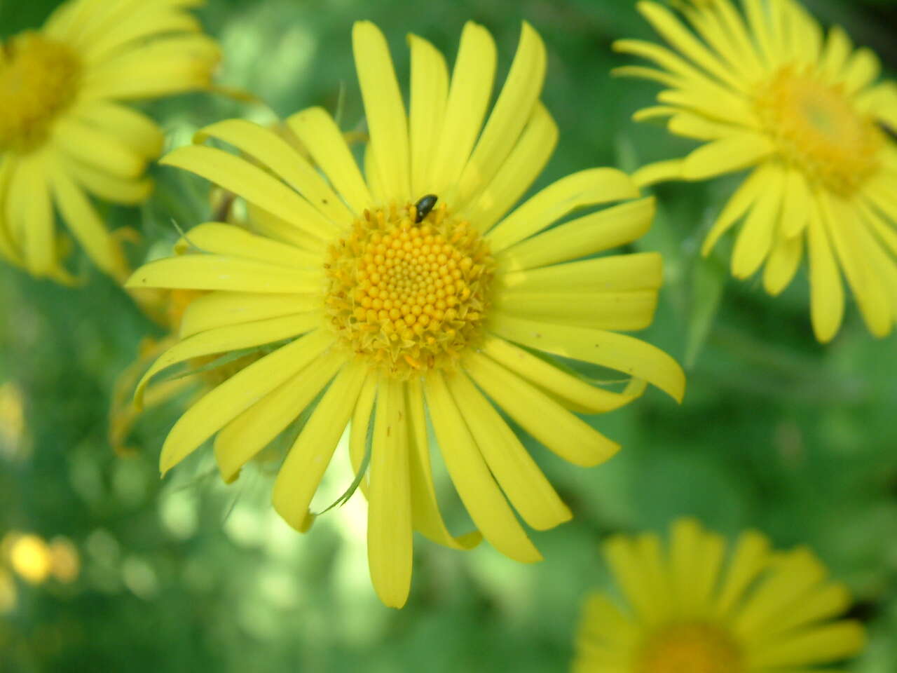 Imagem de Doronicum pardalianches L.