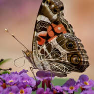 Image of Vanessa virginiensis