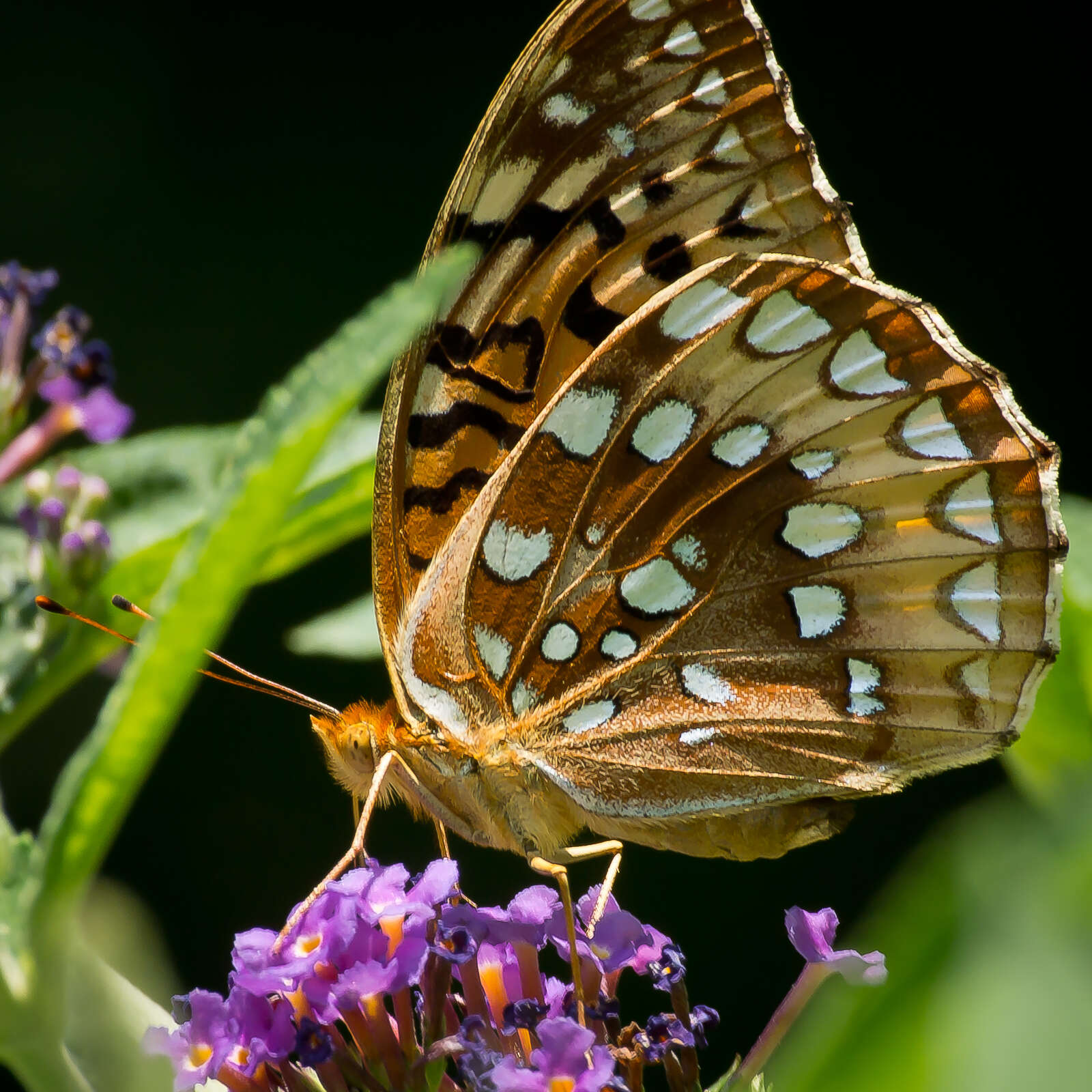 Image of Great Spangled Fritillary