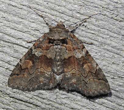 Image of Banded Similar-wing, Grey Similar-wing, False Pine Looper