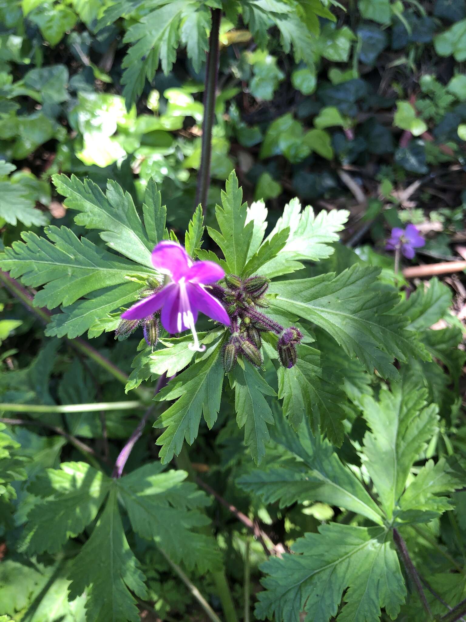 Image of Geranium reuteri Aedo & Muñoz Garm.