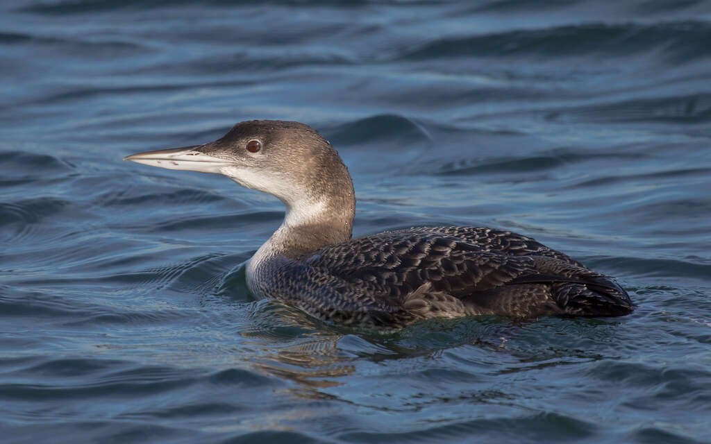 Image of loons