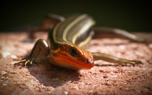 Image of Common Five-lined Skink