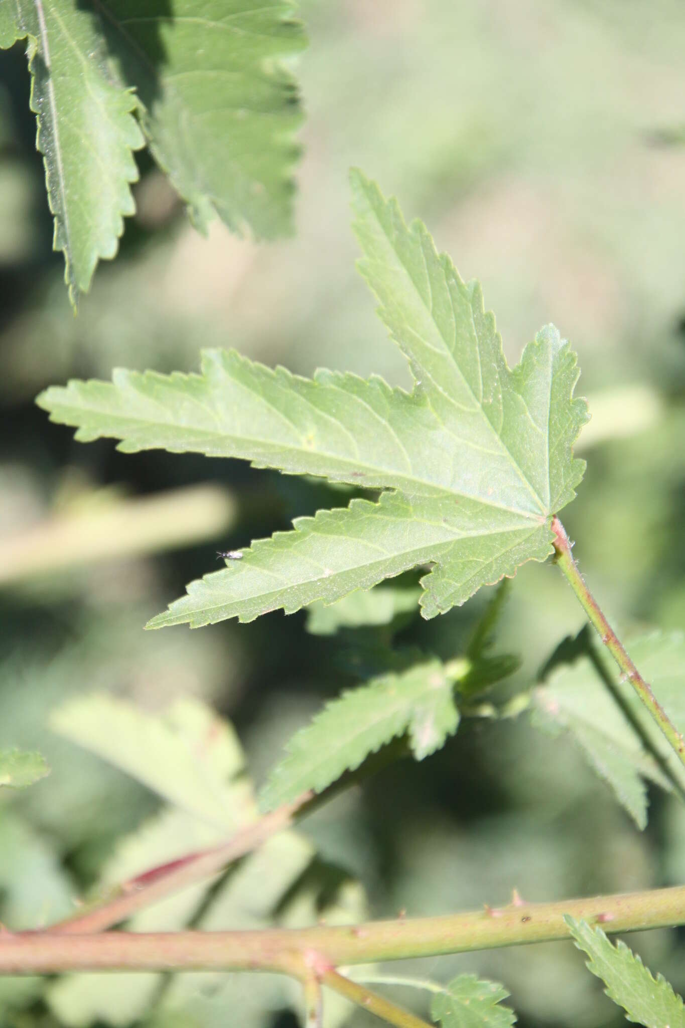 Image of striped rosemallow