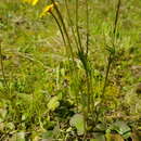 Sivun Anemone palmata L. kuva