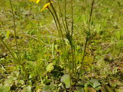 Image of Anemone palmata L.