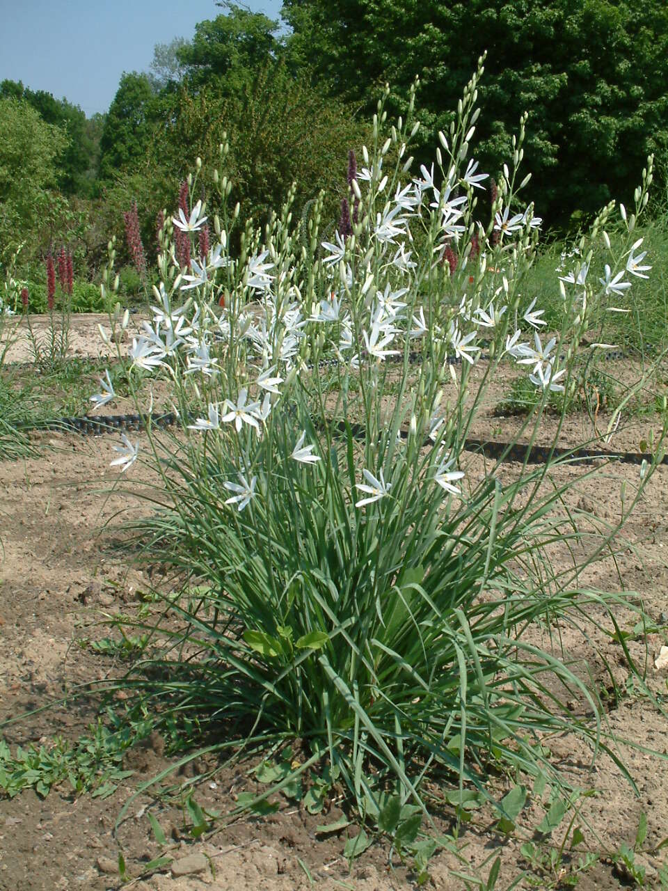 Image of Anthericum