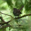 Image of Passerella iliaca fuliginosa Ridgway