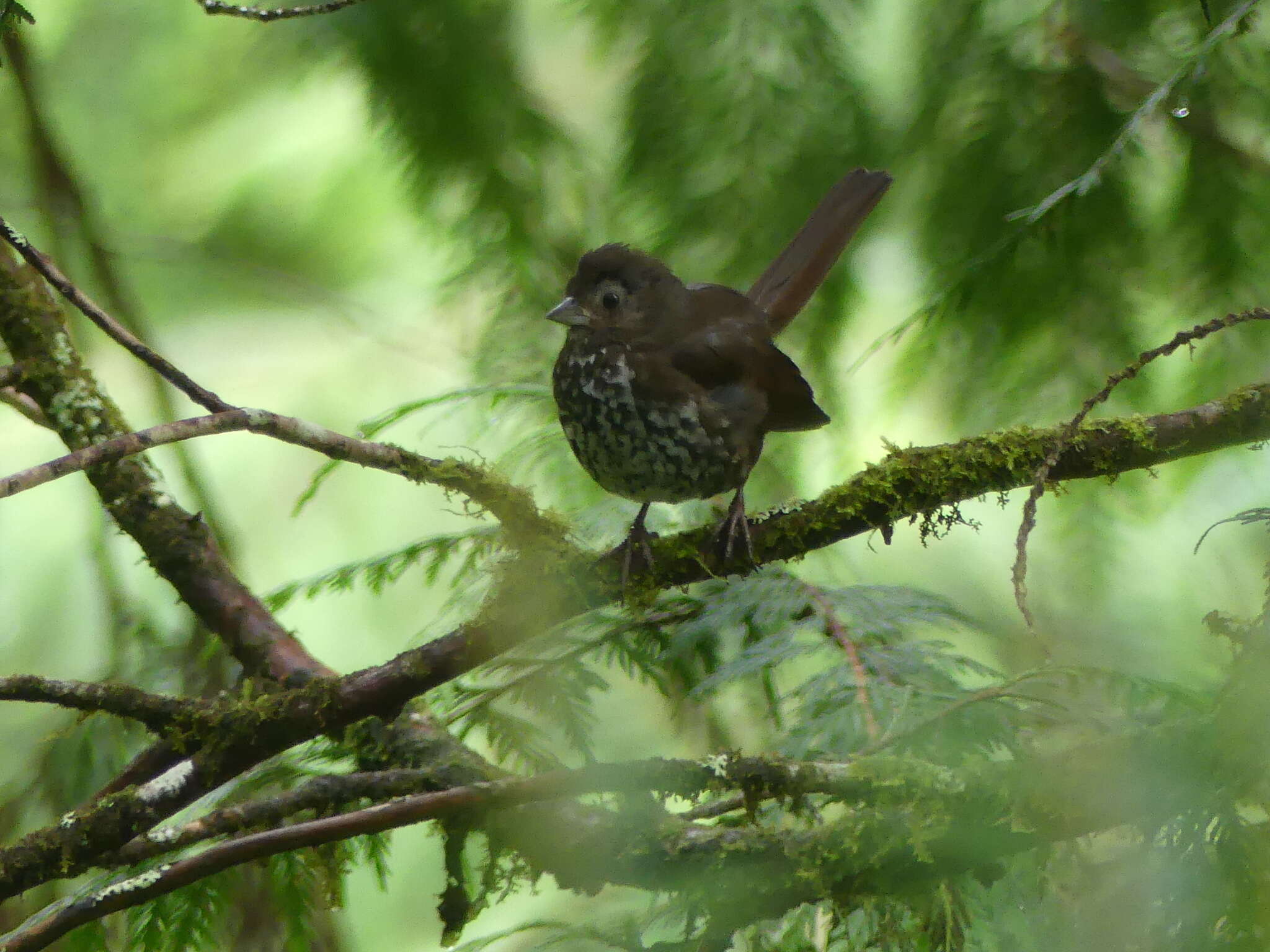 Image of Passerella iliaca fuliginosa Ridgway