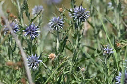 Image of Echinops microcephalus Sibth. & Sm.