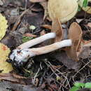 Image of Armillaria cepistipes Velen. 1920