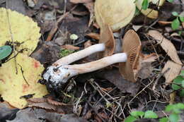 Imagem de Armillaria cepistipes Velen. 1920