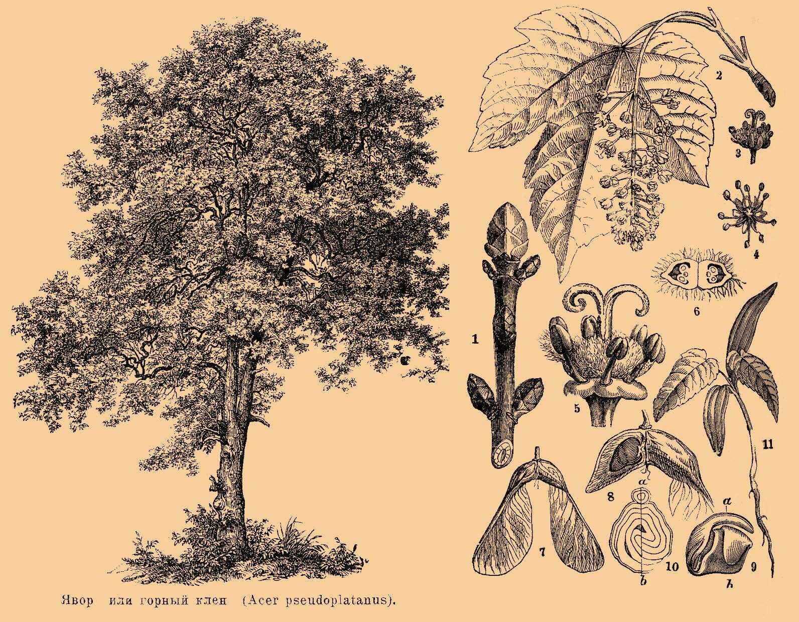 Imagem de Acer pseudoplatanus L.