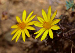 Image of Chaetanthera frayjorgensis A. M. R. Davies