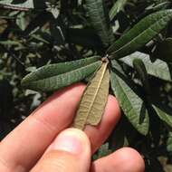 Image of Quercus crassipes Bonpl.