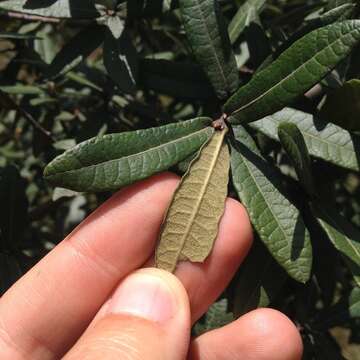 Imagem de Quercus crassipes Bonpl.