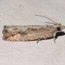 Image of Moth