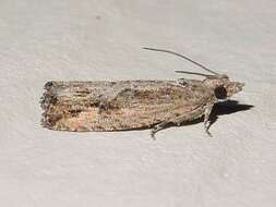 Image of Moth