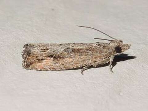 Image of Moth